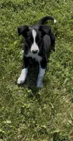 Donna , a female Border Collie for sale in East Rochester, NY – 6 of 6