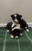 Dove, a female Australian Shepherd for sale in East Rochester, NY – 2 of 6