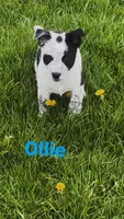 Ollie, a male Australian Shepherd and Border Collie for sale in East Rochester, NY – Photo 4 of 7