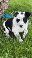 Ollie, a male Australian Shepherd and Border Collie for sale in East Rochester, NY – Photo 2 of 7