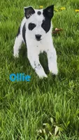 Ollie, a male Australian Shepherd and Border Collie for sale in East Rochester, NY – Photo 5 of 7