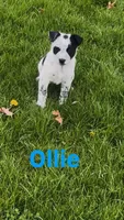 Ollie, a male Australian Shepherd and Border Collie for sale in East Rochester, NY – Photo 3 of 7