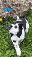 Ollie, a male Australian Shepherd and Border Collie for sale in East Rochester, NY – Photo 6 of 7