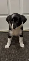 Lacy, a female Border Collie and Miniature American Shepherd for sale in East Rochester, NY – 2 of 8