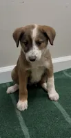 Daisy, a female Australian Shepherd and Border Collie for sale in East Rochester, NY – 3 of 6