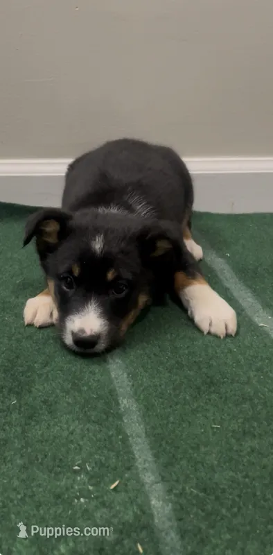 Dove – Australian Shepherd puppy for sale in East Rochester, NY