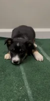 Dove, a female Australian Shepherd for sale in East Rochester, NY – 1 of 6
