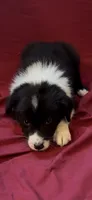 Kasey, a female Australian Shepherd for sale in East Rochester, NY – 2 of 5