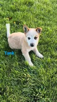 Tank, a male Australian Cattle Dog for sale in East Rochester, NY – Photo 5 of 6