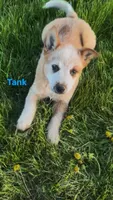 Tank, a male Australian Cattle Dog for sale in East Rochester, NY – Photo 1 of 6