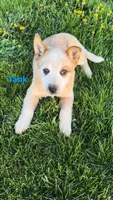 Tank, a male Australian Cattle Dog for sale in East Rochester, NY – Photo 6 of 6