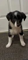Lacy, a female Border Collie and Miniature American Shepherd for sale in East Rochester, NY – 5 of 8