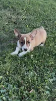 Casey, a male Rat Terrier and Pembroke Welsh Corgi for sale in East Rochester, NY – 4 of 5