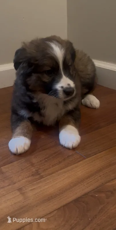 Gigi – Australian Cattle Dog, Australian Shepherd puppy for sale in East Rochester, NY