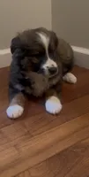 Gigi, a female Australian Cattle Dog and Australian Shepherd for sale in East Rochester, NY – 1 of 2