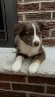 Ryan, a male Miniature Australian Shepherd for sale in East Rochester, NY – 6 of 10