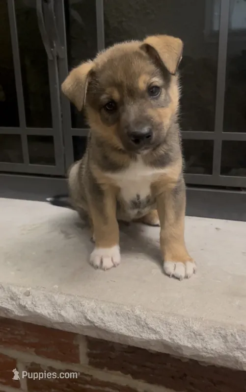 Bronx  – Norwegian Elkhound, Miniature Australian Shepherd puppy for sale in East Rochester, NY