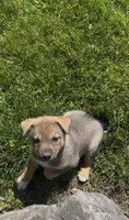 Bronx , a male Norwegian Elkhound and Miniature Australian Shepherd for sale in East Rochester, NY – 4 of 4