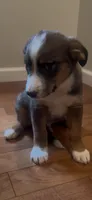 Greg , a male Australian Cattle Dog and Australian Shepherd for sale in East Rochester, NY – 3 of 5