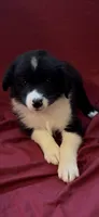 Kasey, a female Australian Shepherd for sale in East Rochester, NY – 5 of 5