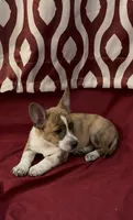Casey, a male Rat Terrier and Pembroke Welsh Corgi for sale in East Rochester, NY – 4 of 7