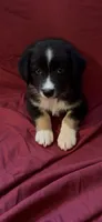 Kimmy, a female Australian Shepherd for sale in East Rochester, NY – 6 of 9
