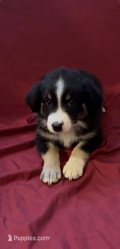 Stacy – Australian Shepherd puppy for sale in East Rochester, NY