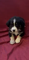 Stacy, a female Australian Shepherd for sale in East Rochester, NY – 1 of 4