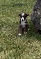 Greg , a male Australian Cattle Dog and Australian Shepherd for sale in East Rochester, NY – 4 of 9