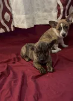 Cheeky, a female Rat Terrier and Pembroke Welsh Corgi for sale in East Rochester, NY – 3 of 3