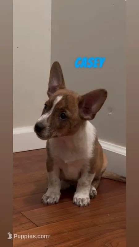 Casey – Rat Terrier, Pembroke Welsh Corgi puppy for sale in East Rochester, NY