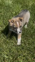 Belle, a male Norwegian Elkhound and Miniature Australian Shepherd for sale in East Rochester, NY – 4 of 4