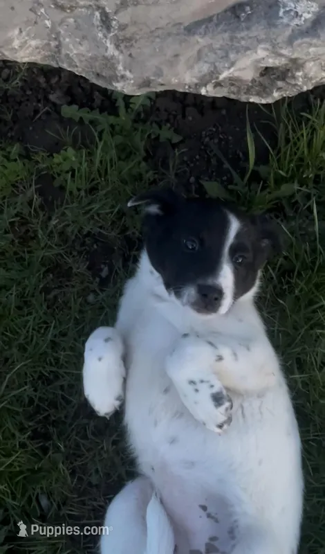 Becca – Australian Shepherd, Border Collie puppy for sale in East Rochester, NY