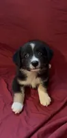 Kimmy, a female Australian Shepherd for sale in East Rochester, NY – 1 of 9