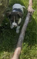 Bryce, a male Norwegian Elkhound and Miniature Australian Shepherd for sale in East Rochester, NY – 4 of 7