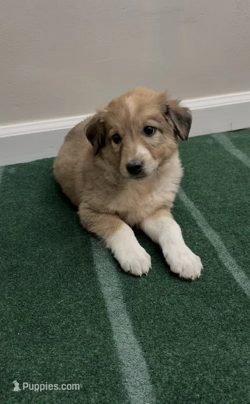 Duke – Australian Shepherd, Border Collie puppy for sale in East Rochester, NY
