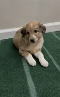 Duke, a male Australian Shepherd and Border Collie for sale in East Rochester, NY – 4 of 4