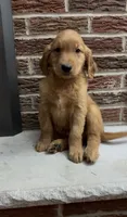 Rolly, a male Golden Retriever for sale in East Rochester, NY – 5 of 5