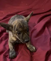 Cheeky, a female Rat Terrier and Pembroke Welsh Corgi for sale in East Rochester, NY – 2 of 3