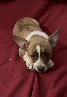 Casey, a male Rat Terrier and Pembroke Welsh Corgi for sale in East Rochester, NY – 7 of 7