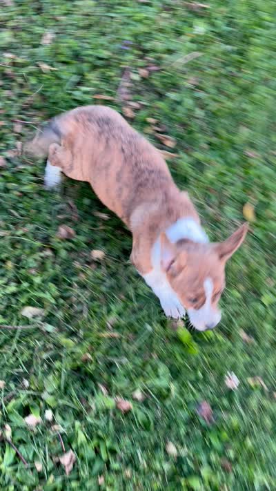 Casey, a male Rat Terrier and Pembroke Welsh Corgi for sale in East Rochester, NY – 5 of 5