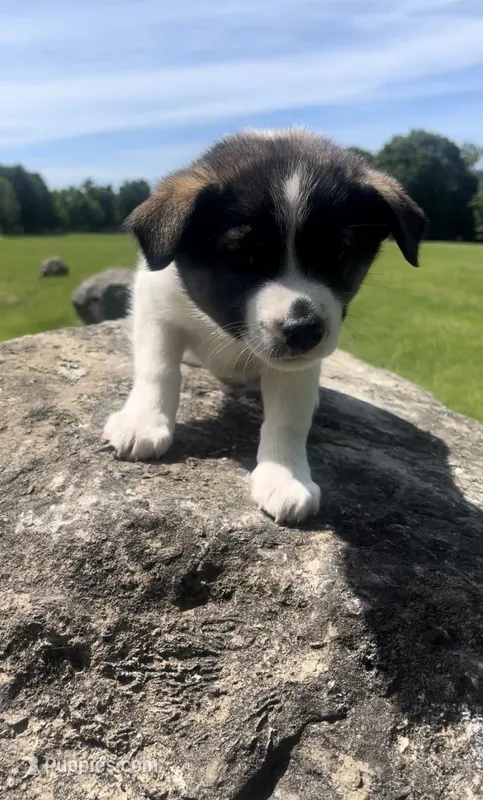 Bron  – Norwegian Elkhound, Miniature Australian Shepherd puppy for sale in East Rochester, NY