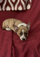 Casey, a male Rat Terrier and Pembroke Welsh Corgi for sale in East Rochester, NY – 3 of 7