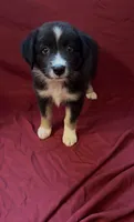 Kimmy, a female Australian Shepherd for sale in East Rochester, NY – 5 of 9