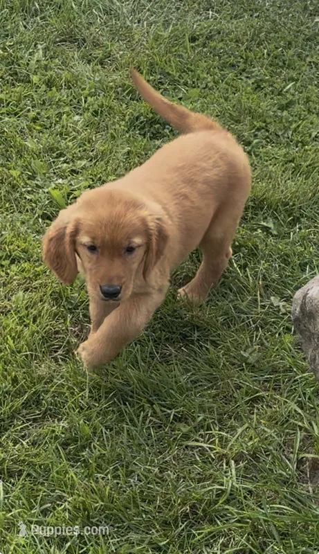 Raven  – Golden Retriever puppy for sale in East Rochester, NY