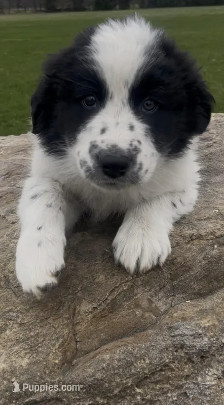 Oreo – Border Collie, Great Pyrenees puppy for sale in East Rochester, NY