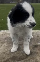 Oreo, a male Border Collie and Great Pyrenees for sale in East Rochester, NY – Photo 2 of 9