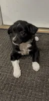 Tammy, a female Border Collie for sale in East Rochester, NY – 2 of 4