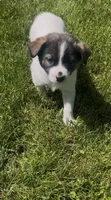 Bron , a male Norwegian Elkhound and Miniature Australian Shepherd for sale in East Rochester, NY – 4 of 6