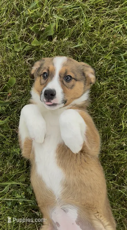 Gabby – Australian Cattle Dog, Australian Shepherd puppy for sale in East Rochester, NY